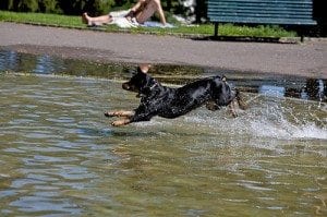 Hundene elsker å plaske i bassenget på varme sommerdager